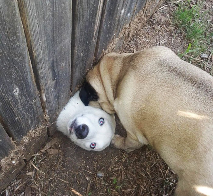 105 Desperate Dogs Who Just Want To Say Hi
