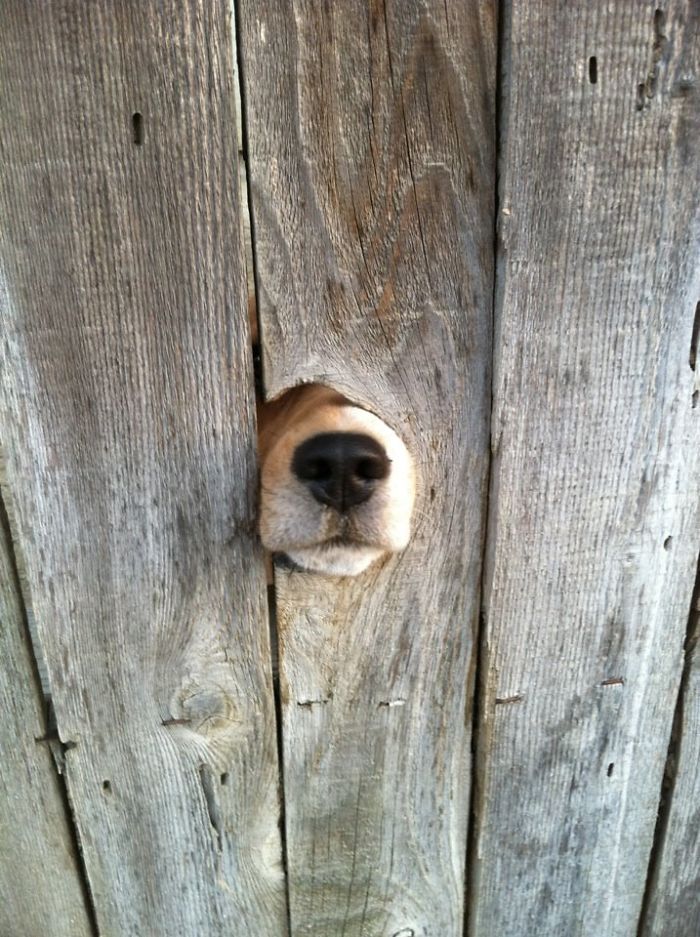 105 Desperate Dogs Who Just Want To Say Hi