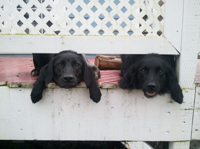 105 Desperate Dogs Who Just Want To Say Hi