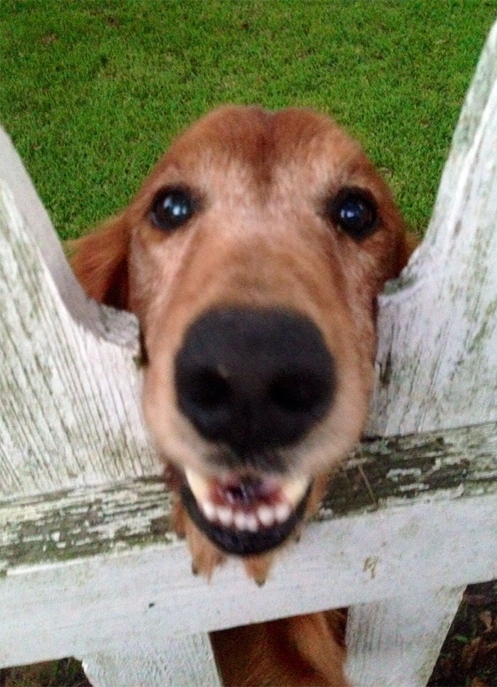 105 Desperate Dogs Who Just Want To Say Hi