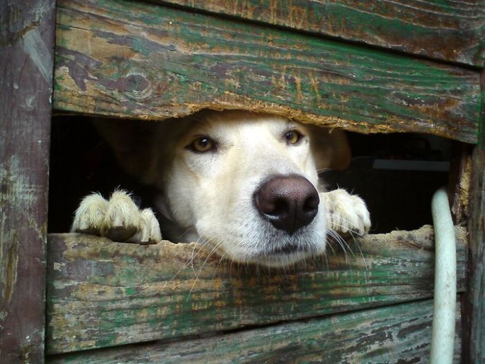 105 Desperate Dogs Who Just Want To Say Hi