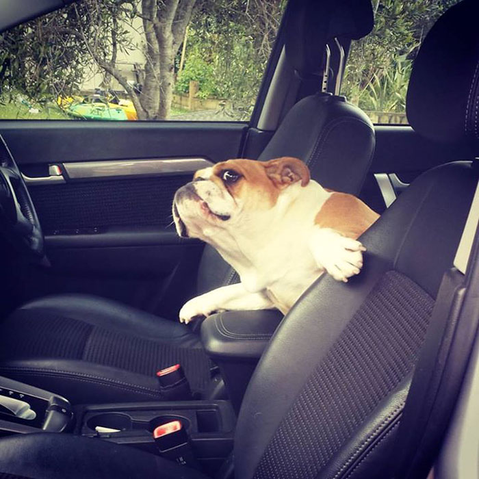 105 Desperate Dogs Who Just Want To Say Hi