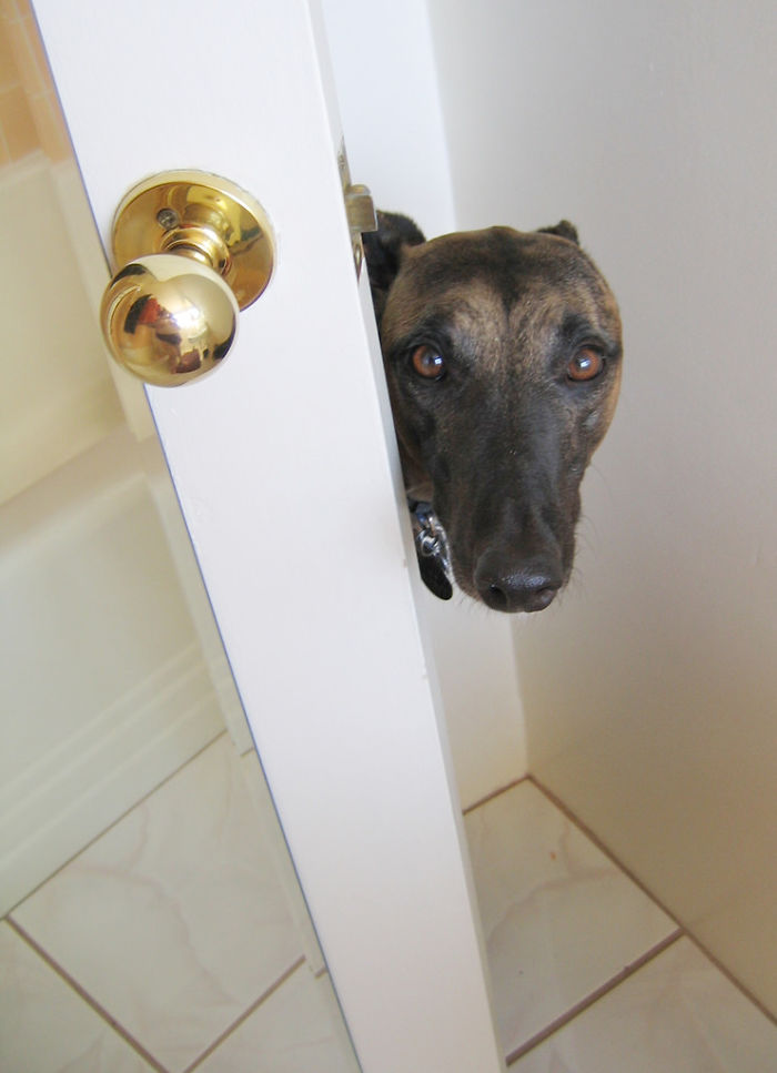 105 Desperate Dogs Who Just Want To Say Hi