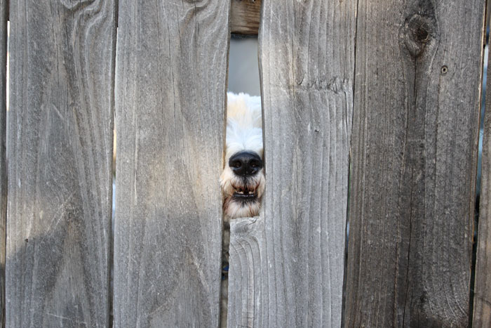 105 Desperate Dogs Who Just Want To Say Hi