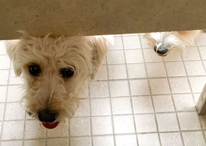 105 Desperate Dogs Who Just Want To Say Hi