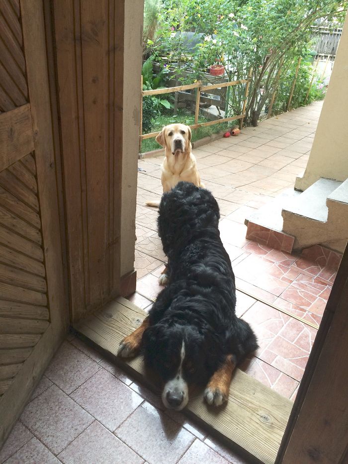 105 Desperate Dogs Who Just Want To Say Hi