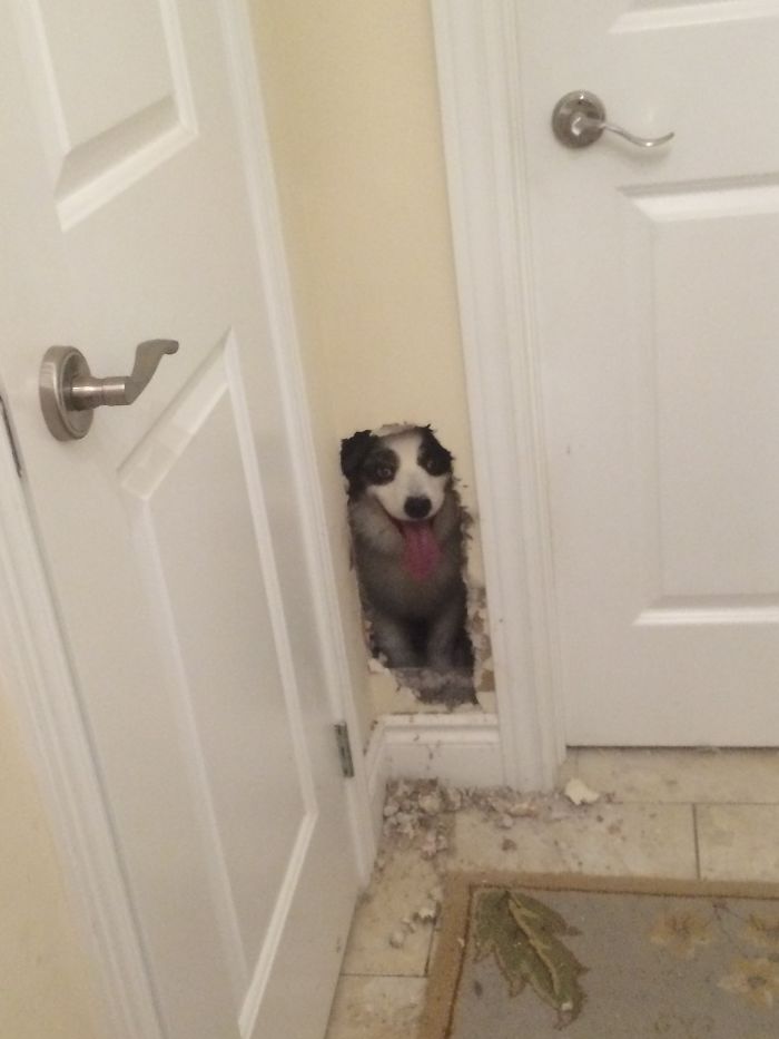 105 Desperate Dogs Who Just Want To Say Hi