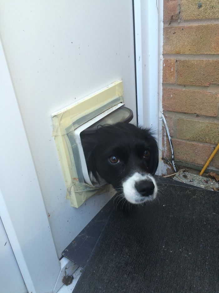 105 Desperate Dogs Who Just Want To Say Hi