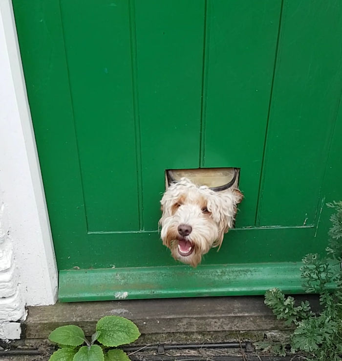 105 Desperate Dogs Who Just Want To Say Hi