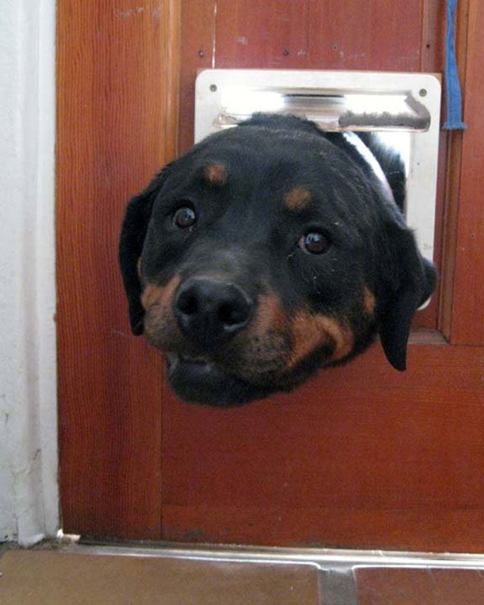 105 Desperate Dogs Who Just Want To Say Hi