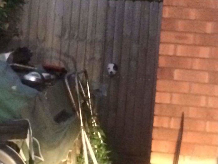 105 Desperate Dogs Who Just Want To Say Hi