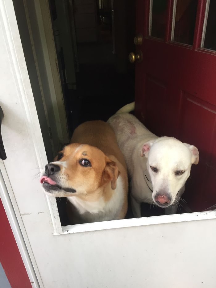 105 Desperate Dogs Who Just Want To Say Hi