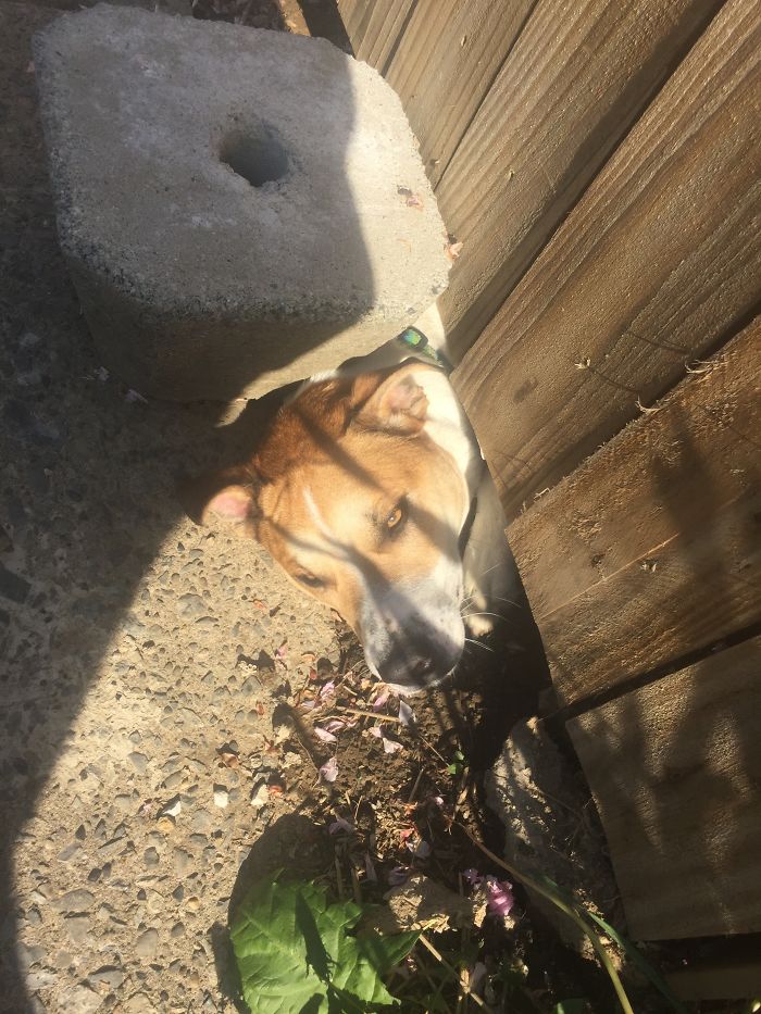 105 Desperate Dogs Who Just Want To Say Hi