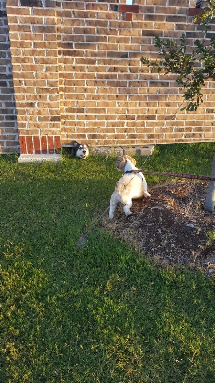 105 Desperate Dogs Who Just Want To Say Hi