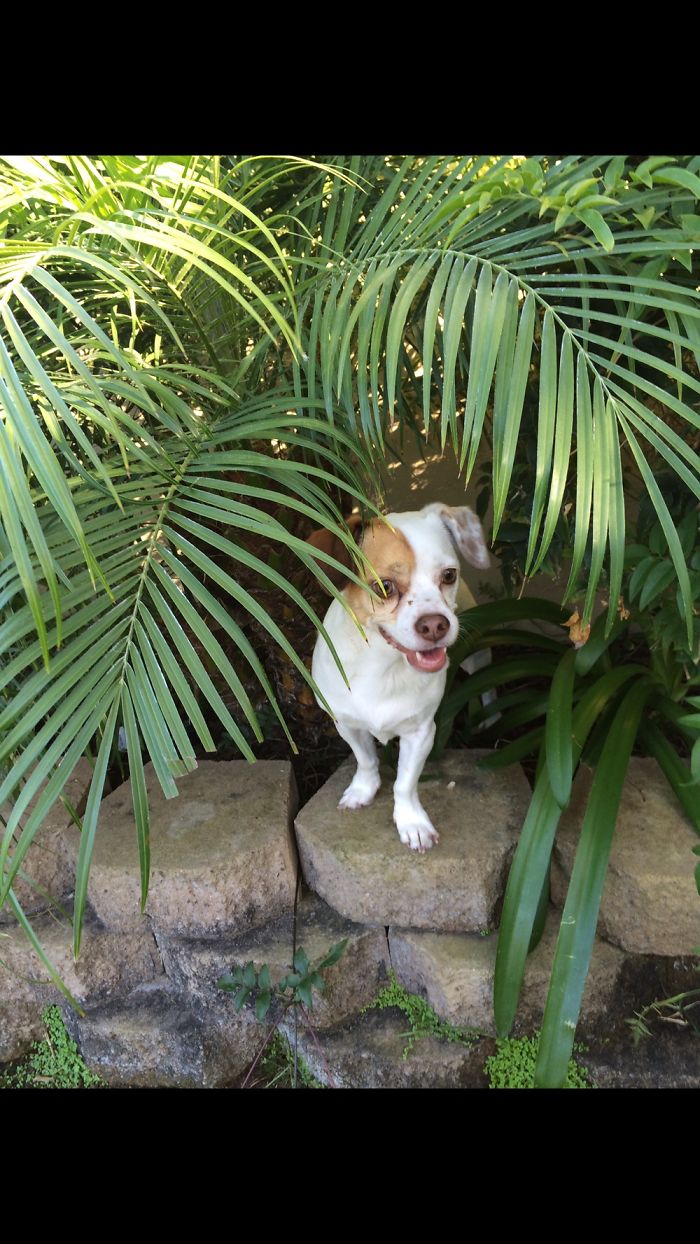 105 Desperate Dogs Who Just Want To Say Hi