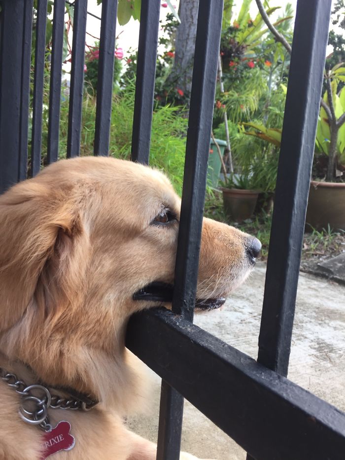 105 Desperate Dogs Who Just Want To Say Hi