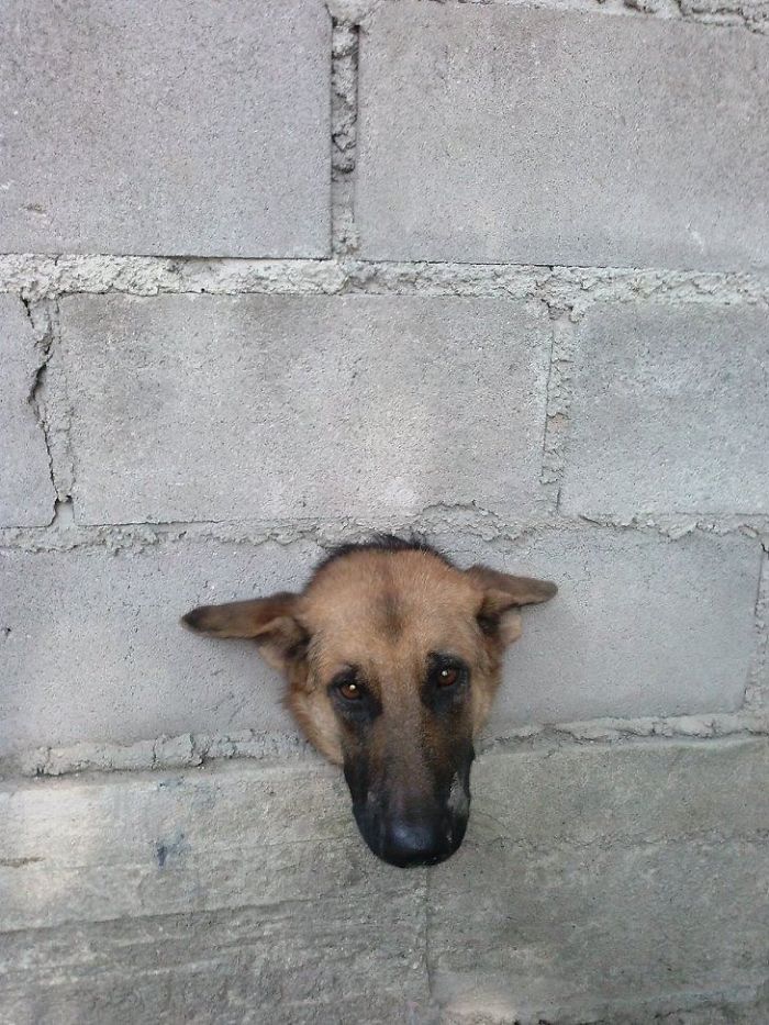 105 Desperate Dogs Who Just Want To Say Hi