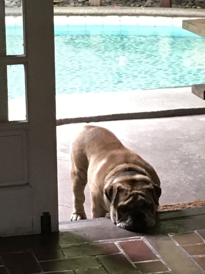 105 Desperate Dogs Who Just Want To Say Hi