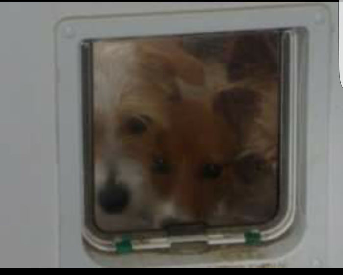 105 Desperate Dogs Who Just Want To Say Hi