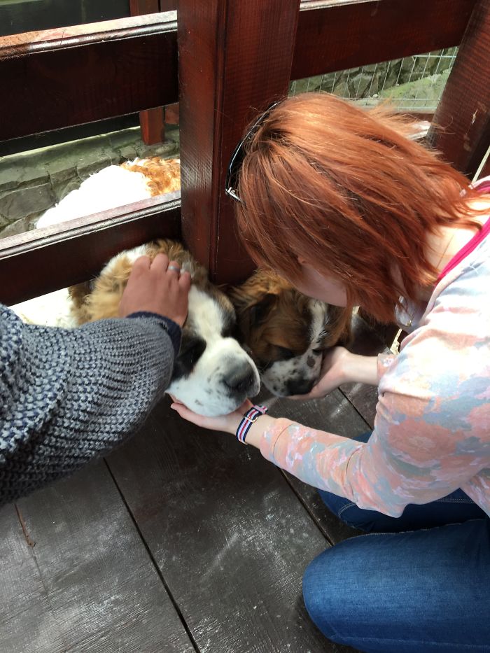 105 Desperate Dogs Who Just Want To Say Hi