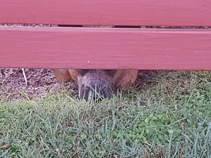 105 Desperate Dogs Who Just Want To Say Hi