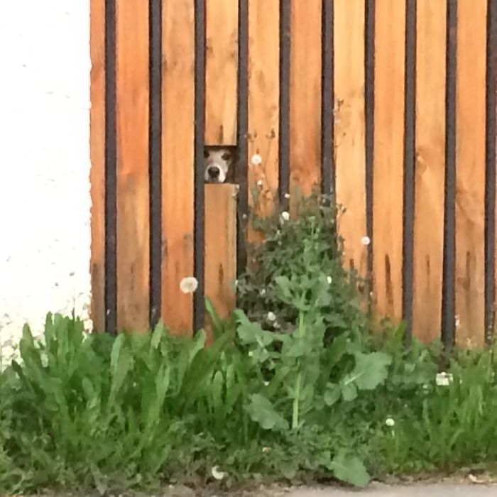 105 Desperate Dogs Who Just Want To Say Hi