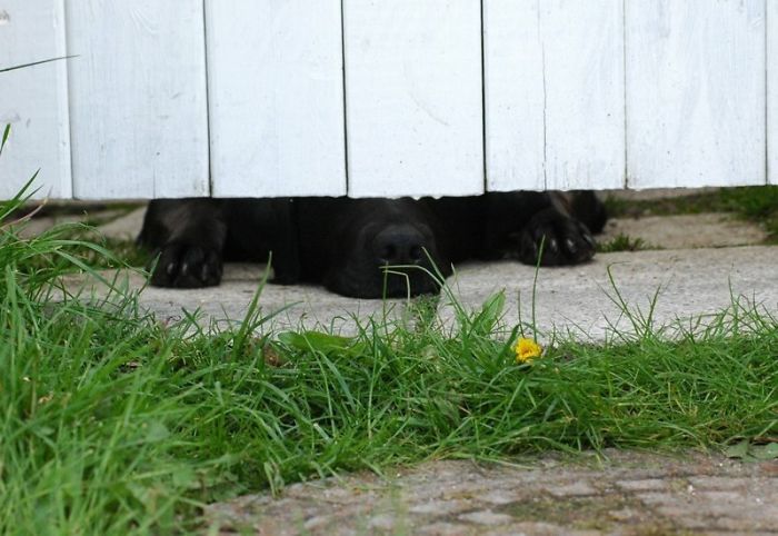 105 Desperate Dogs Who Just Want To Say Hi