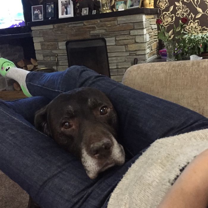 105 Desperate Dogs Who Just Want To Say Hi