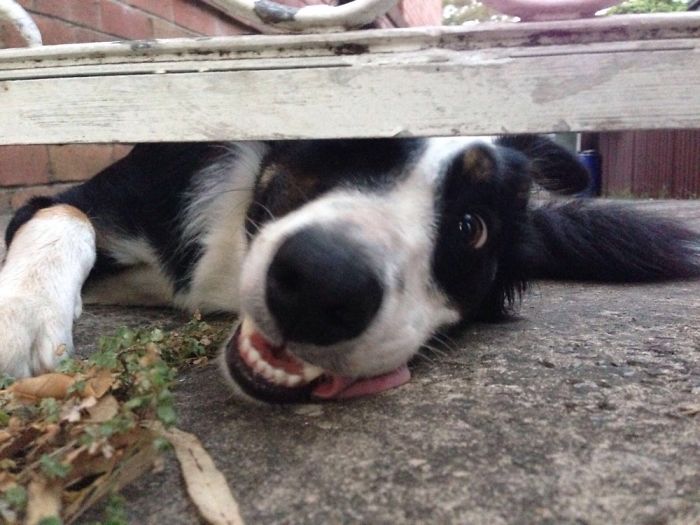 105 Desperate Dogs Who Just Want To Say Hi
