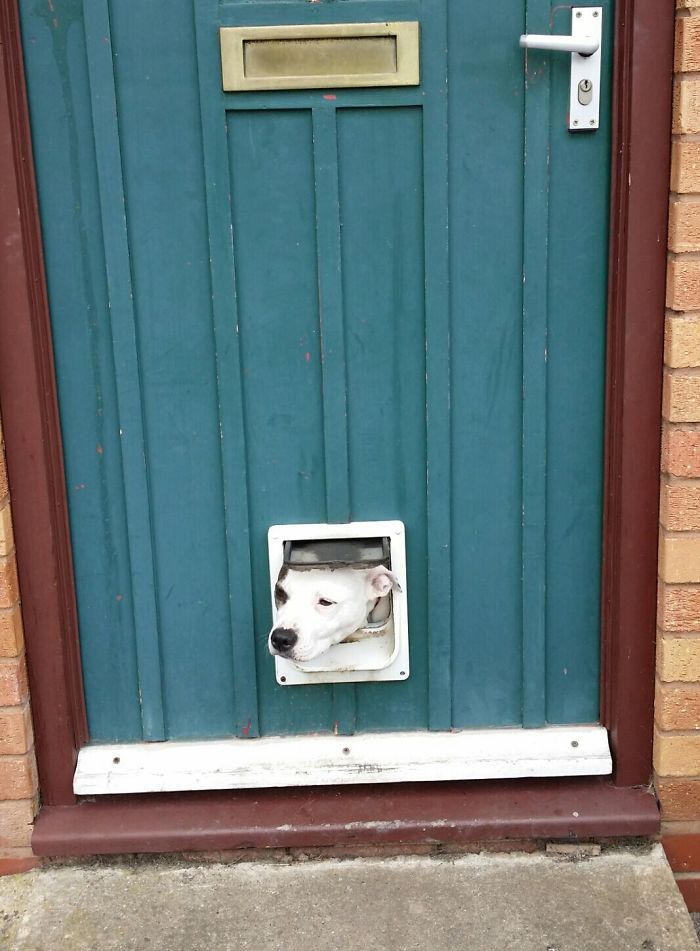 105 Desperate Dogs Who Just Want To Say Hi