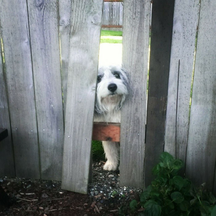 105 Desperate Dogs Who Just Want To Say Hi