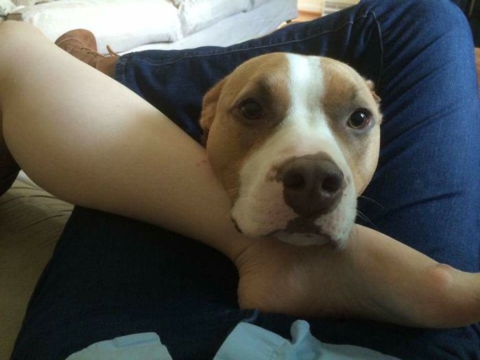 105 Desperate Dogs Who Just Want To Say Hi