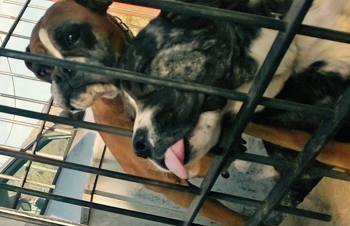 105 Desperate Dogs Who Just Want To Say Hi