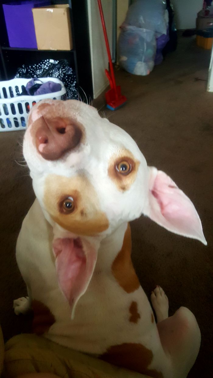 105 Desperate Dogs Who Just Want To Say Hi