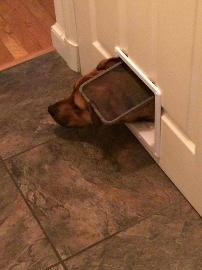 105 Desperate Dogs Who Just Want To Say Hi