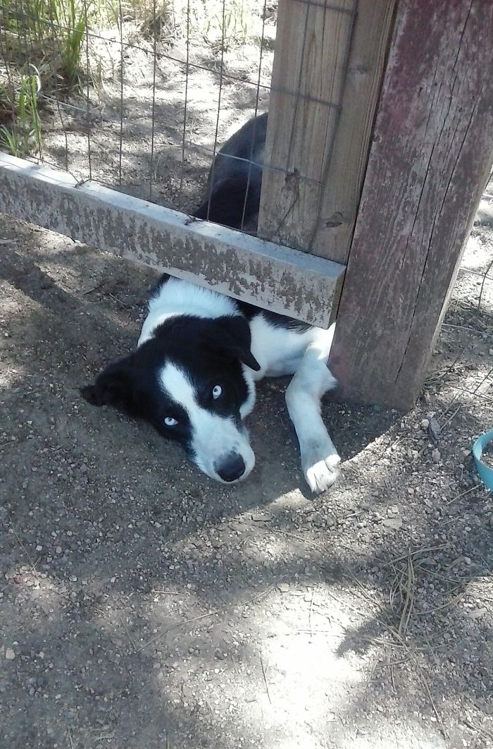 105 Desperate Dogs Who Just Want To Say Hi