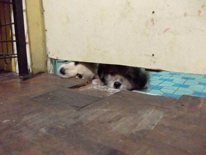 105 Desperate Dogs Who Just Want To Say Hi