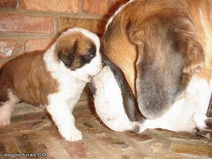 105 Desperate Dogs Who Just Want To Say Hi