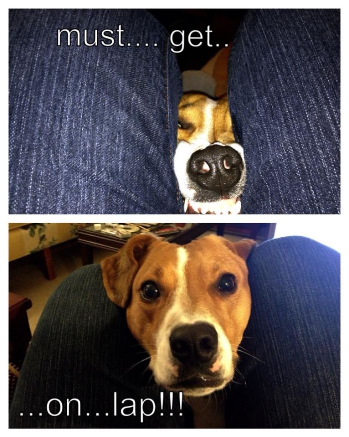 105 Desperate Dogs Who Just Want To Say Hi