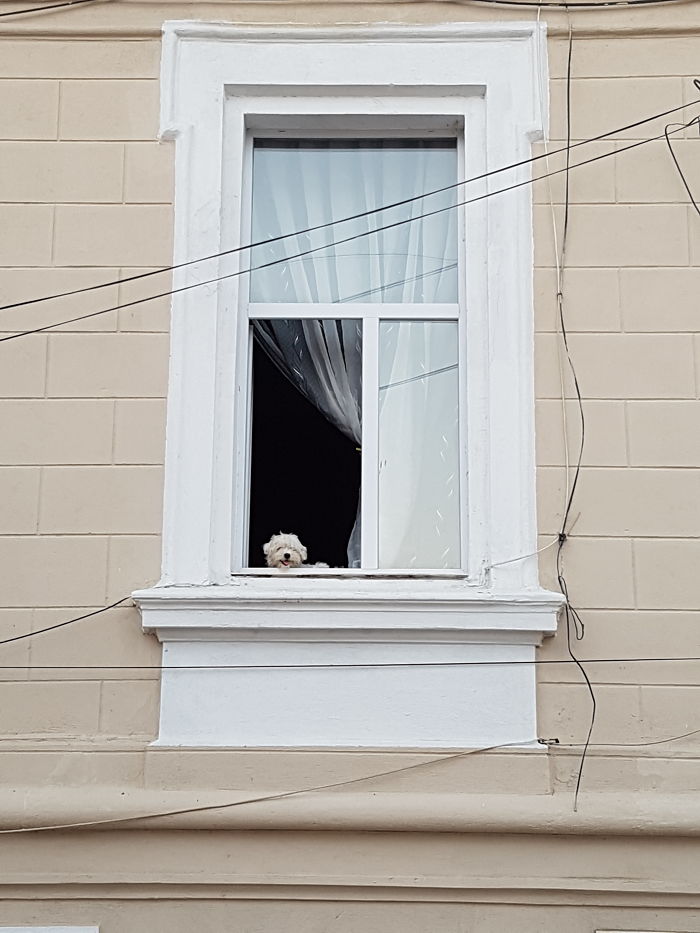 105 Desperate Dogs Who Just Want To Say Hi