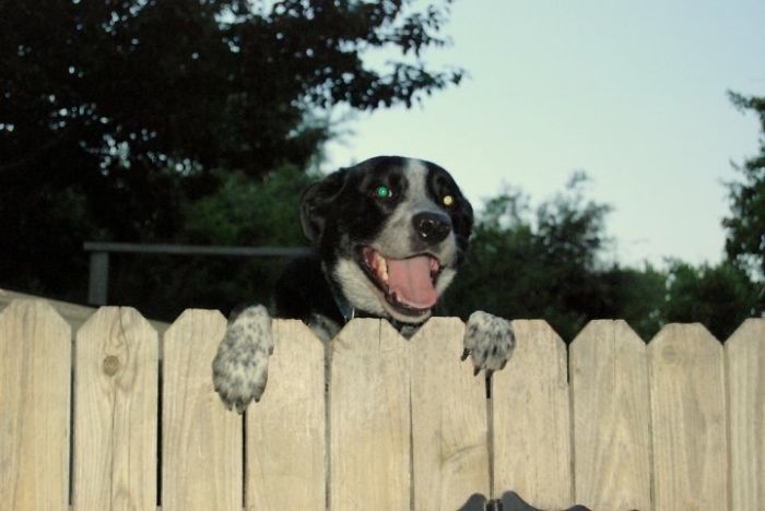 105 Desperate Dogs Who Just Want To Say Hi