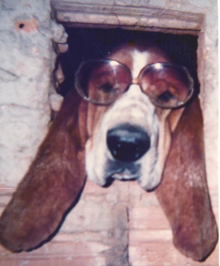 105 Desperate Dogs Who Just Want To Say Hi