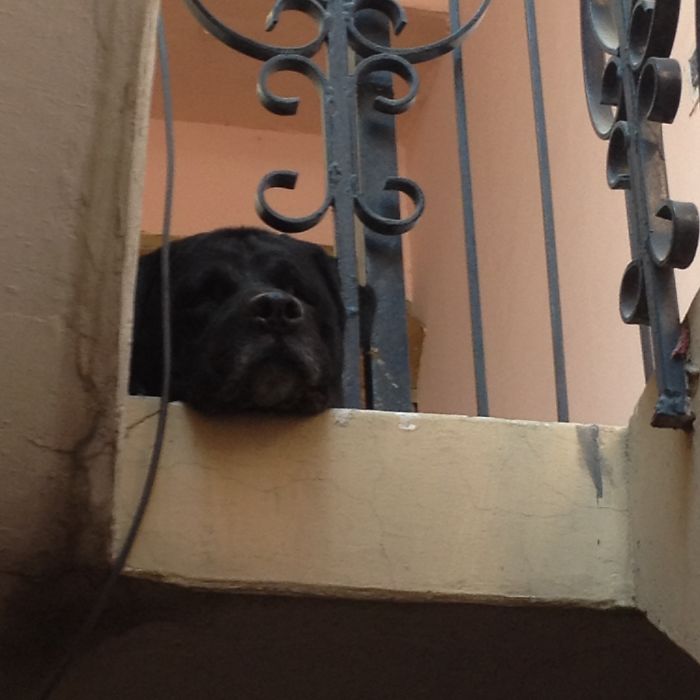 105 Desperate Dogs Who Just Want To Say Hi