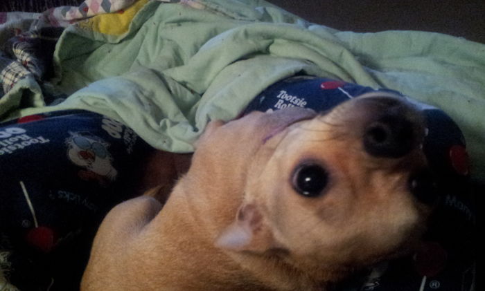 105 Desperate Dogs Who Just Want To Say Hi