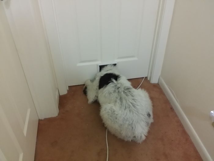 105 Desperate Dogs Who Just Want To Say Hi