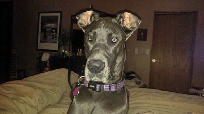 105 Desperate Dogs Who Just Want To Say Hi