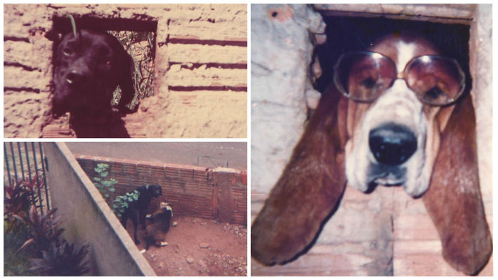 105 Desperate Dogs Who Just Want To Say Hi