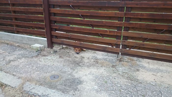 105 Desperate Dogs Who Just Want To Say Hi