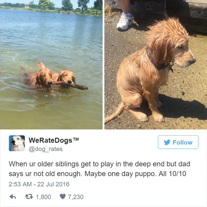 This Twitter Account Rates Dogs And It’s Hilarious This Twitter Account Rates Dogs And It’s Hilarious