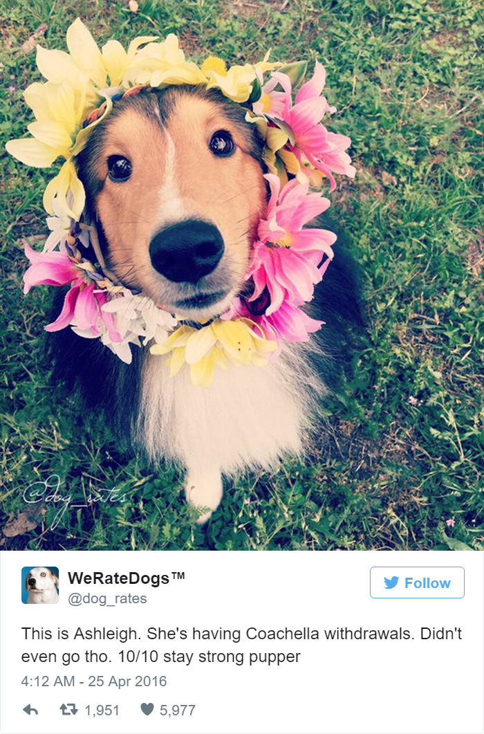 This Twitter Account Rates Dogs And It’s Hilarious This Twitter Account Rates Dogs And It’s Hilarious